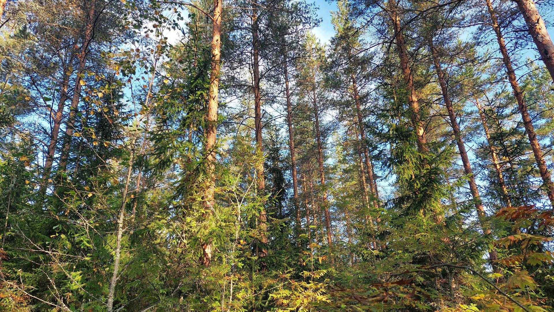 Ahola 405-499-4-38 1