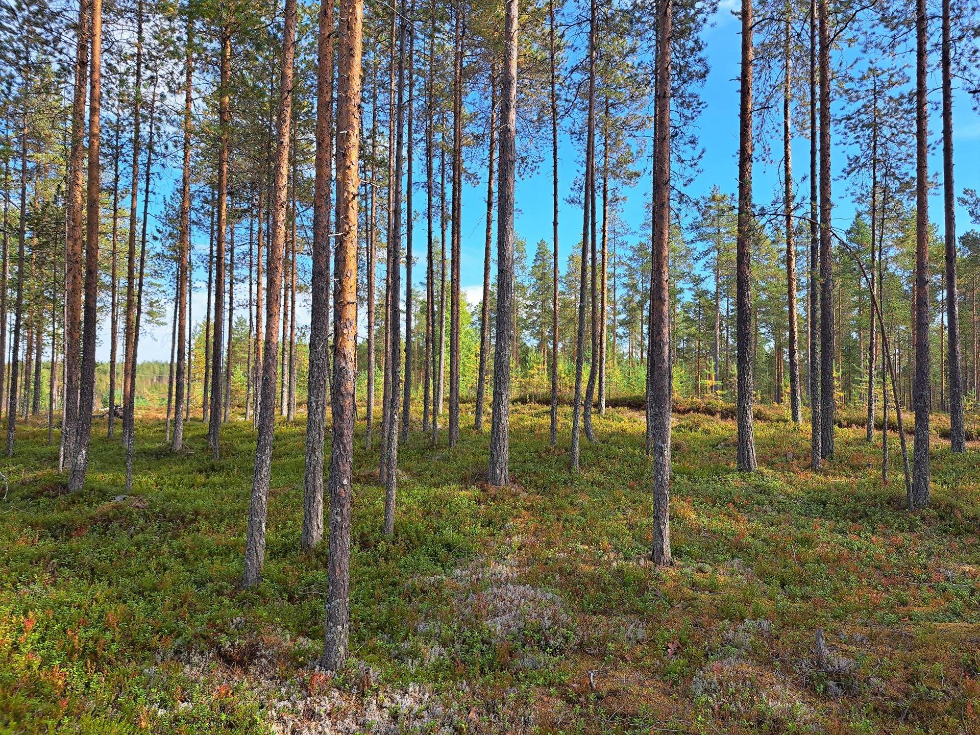 Myllyoja 791-401-32-126 1