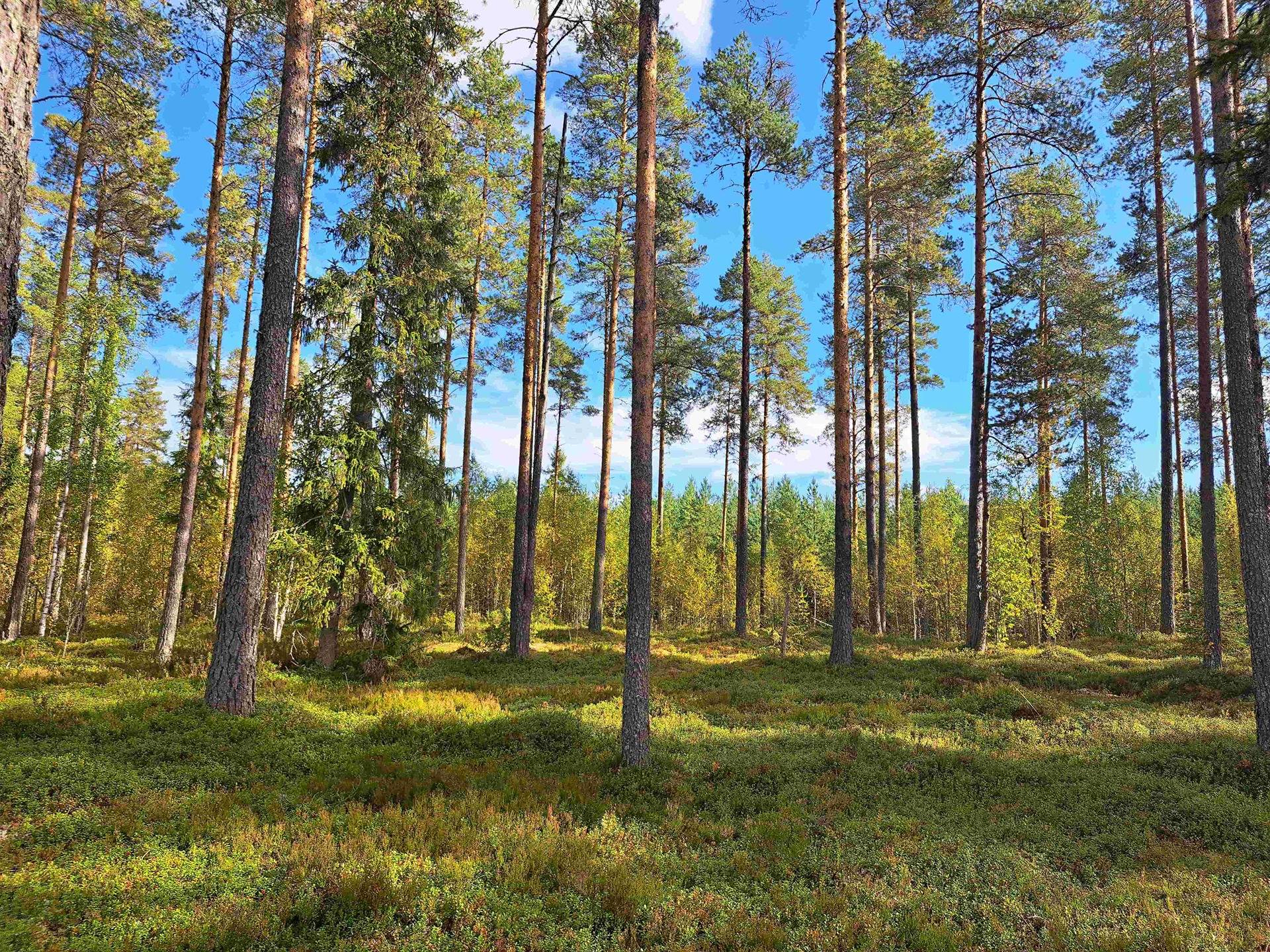 Markuksela 791-401-32-146 1