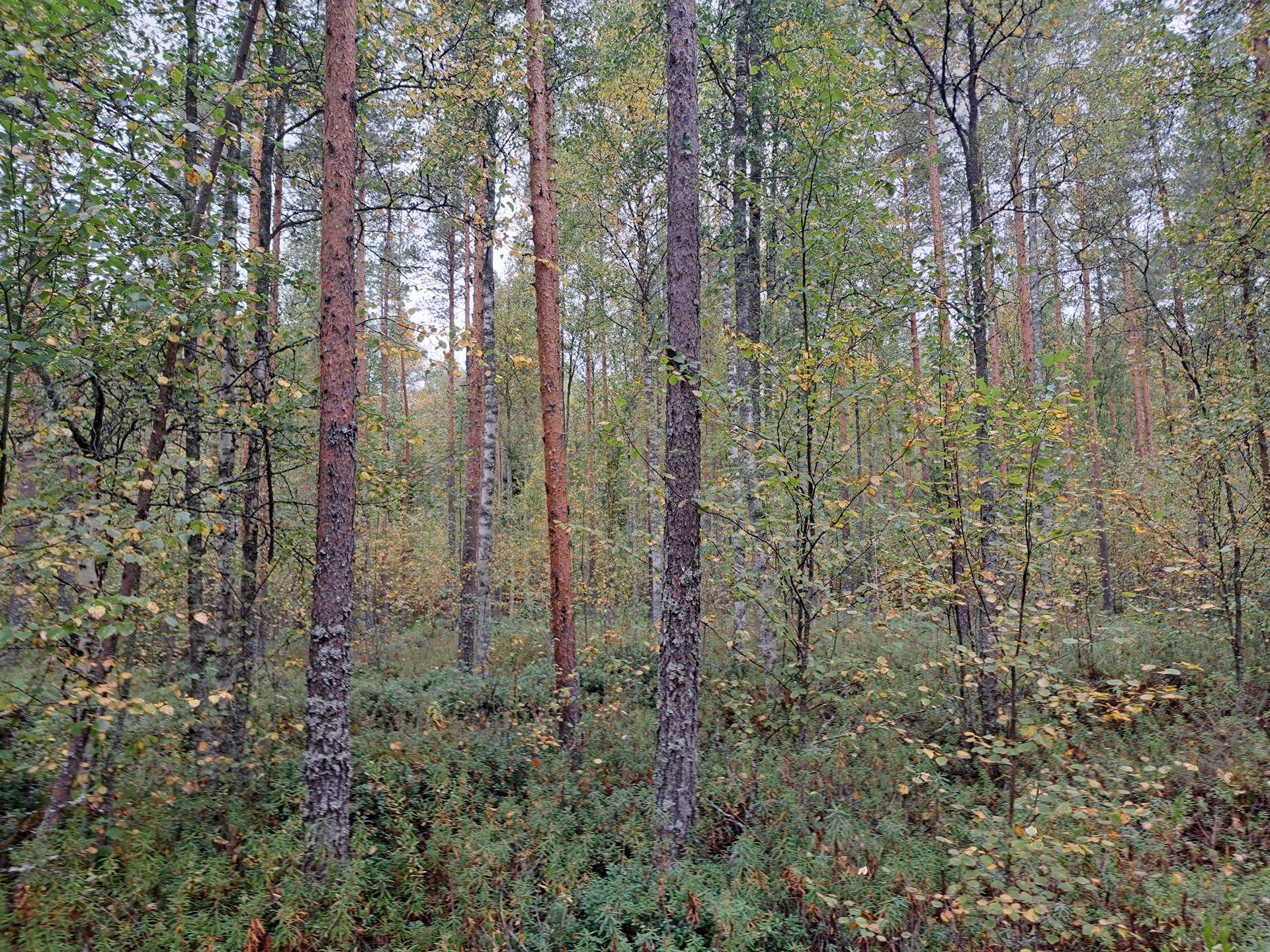 Pentinmetsä 791-401-32-128 1