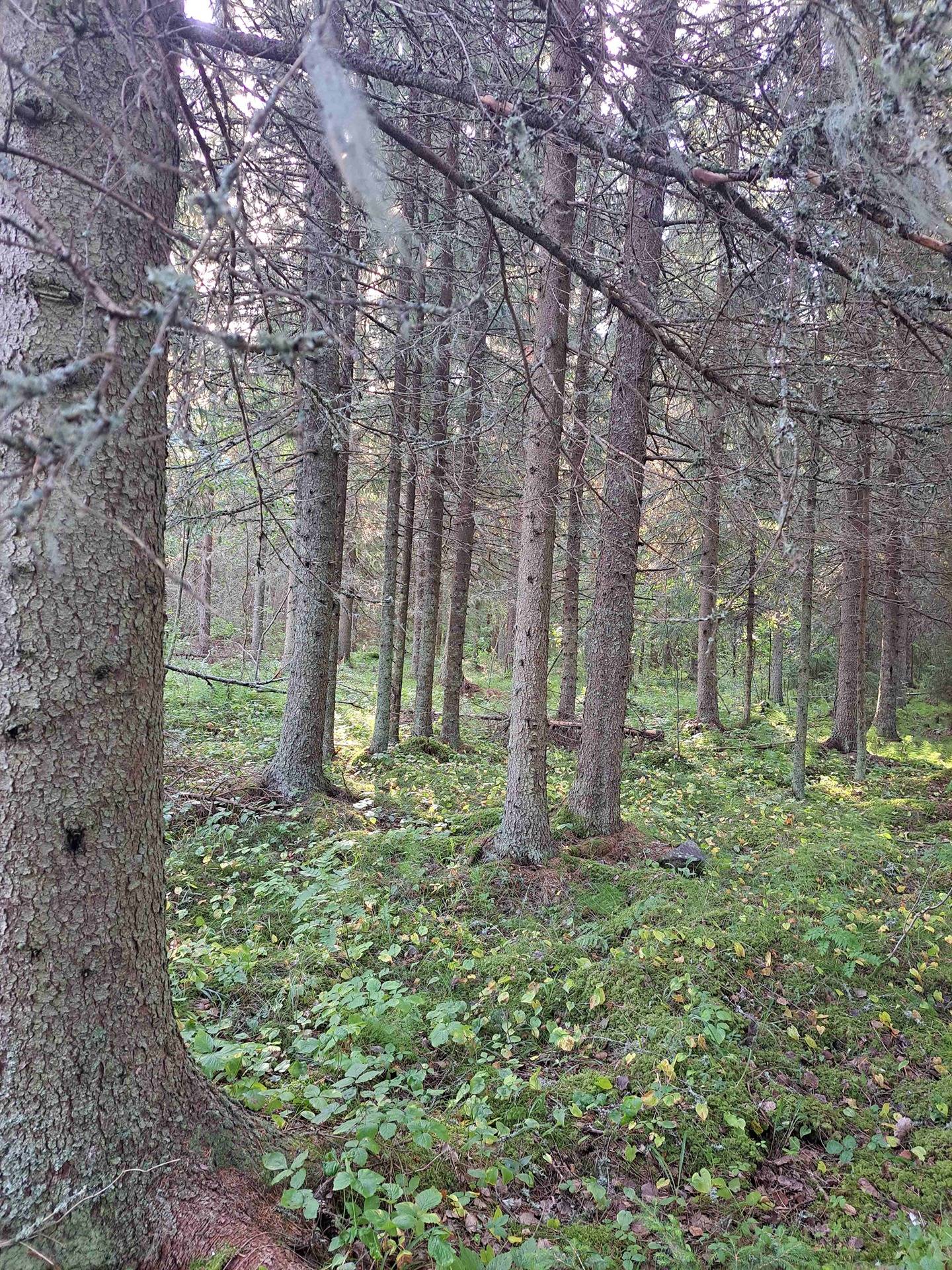 Bäck. Luomapäkki,Päkinpää 1