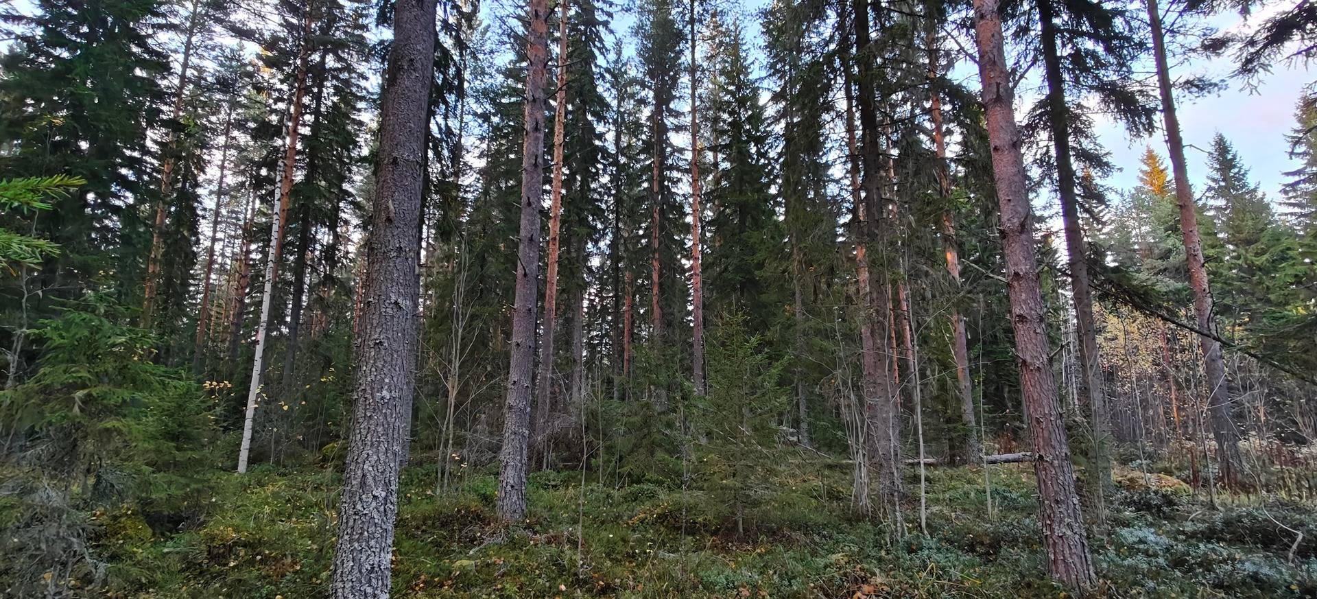 Varanen, Kallioniemi 216-405-2-135 1