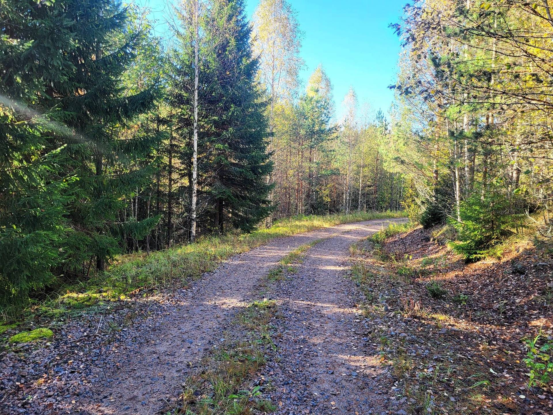 Metsämääräala Koivisto 10:9 1