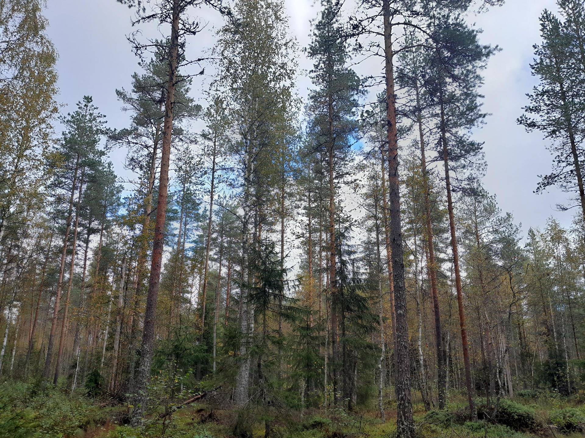 Markkula 249-405-28-1 määräala 1