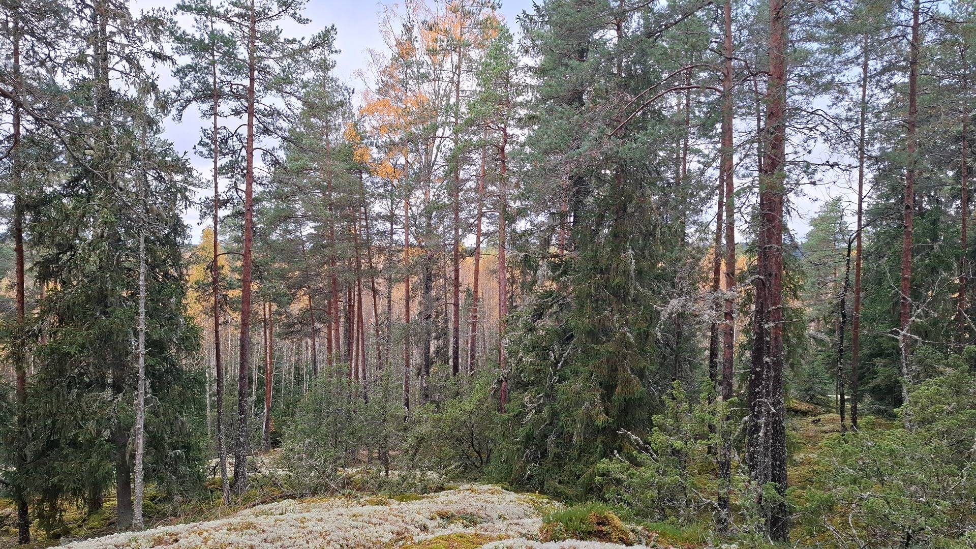 Määräala SILLANPÄÄ 16:0 1
