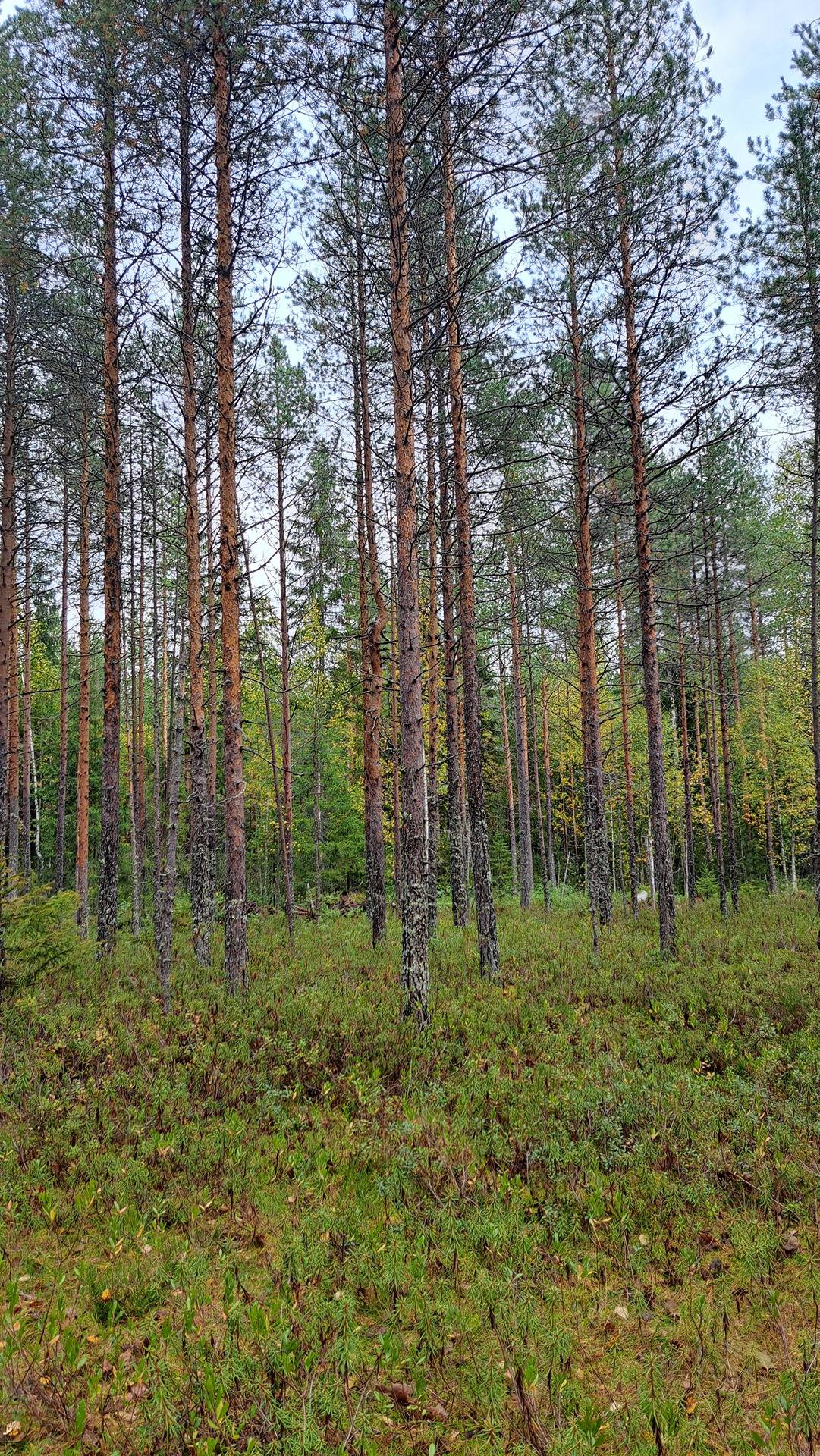 Teerikangas 687-410-9-20 1