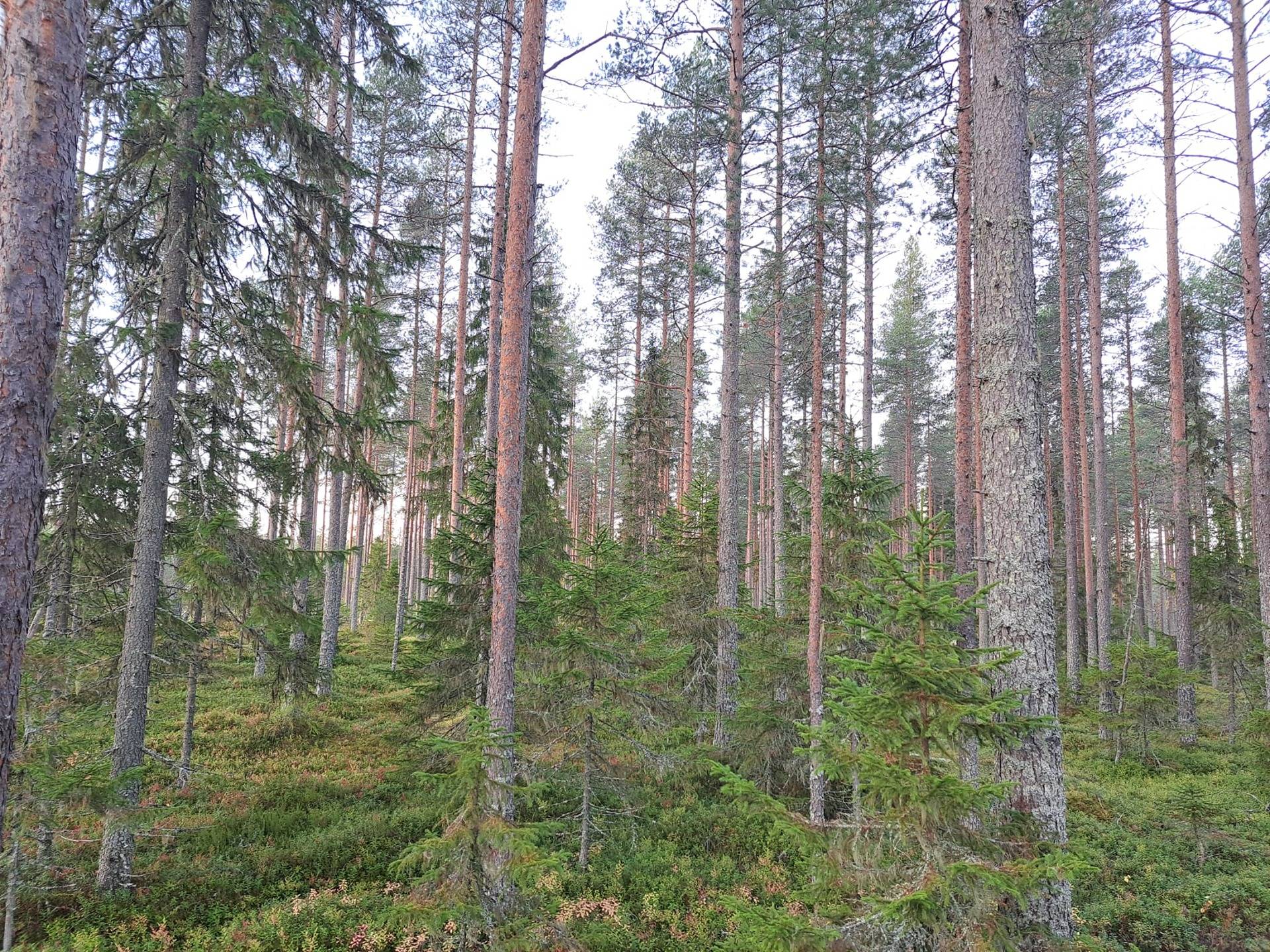 Alaranta 564-420-13-40 Ylikiimingissä 1