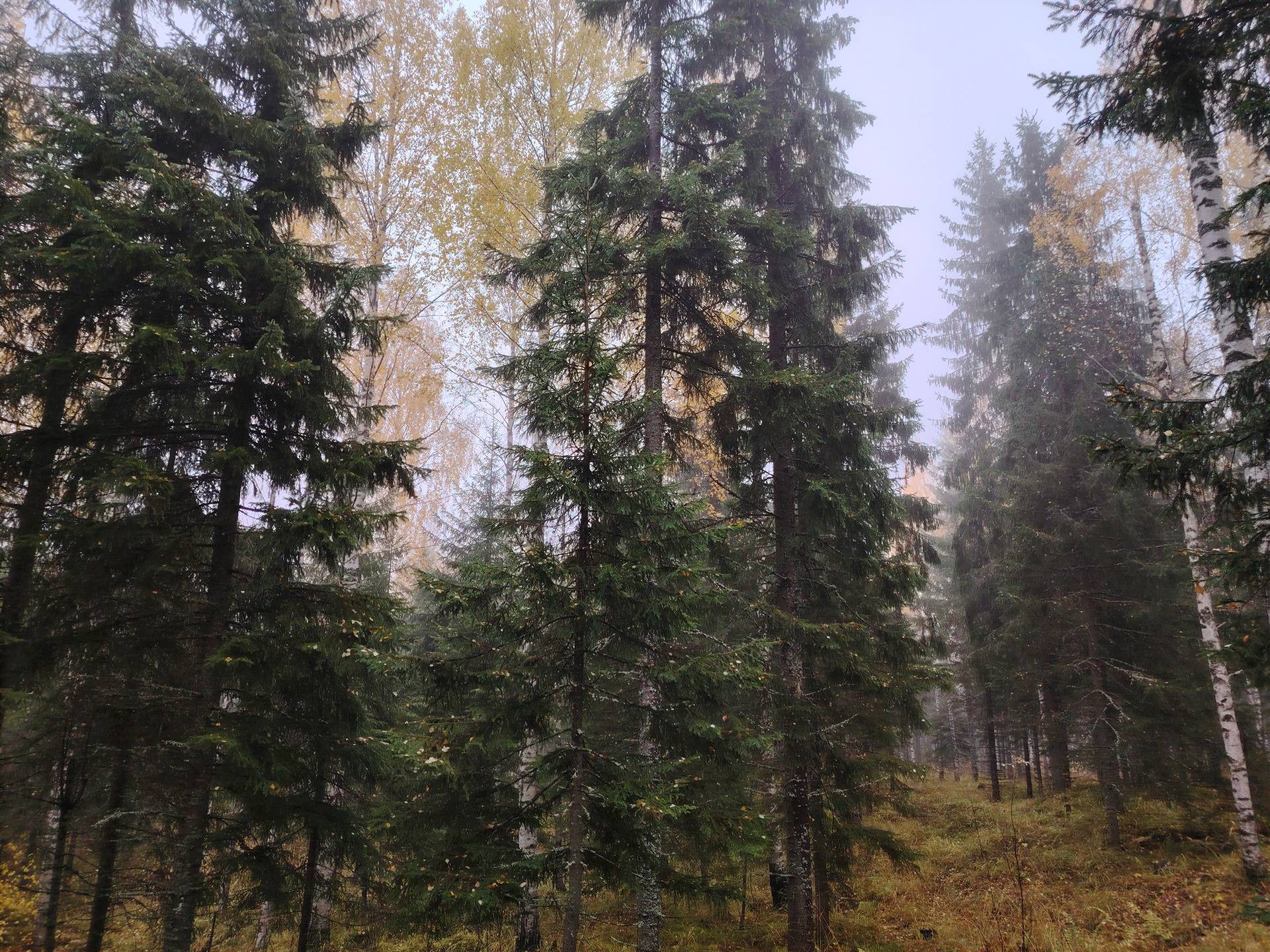 JUHOLA 848-423-41-3 Määräala  1