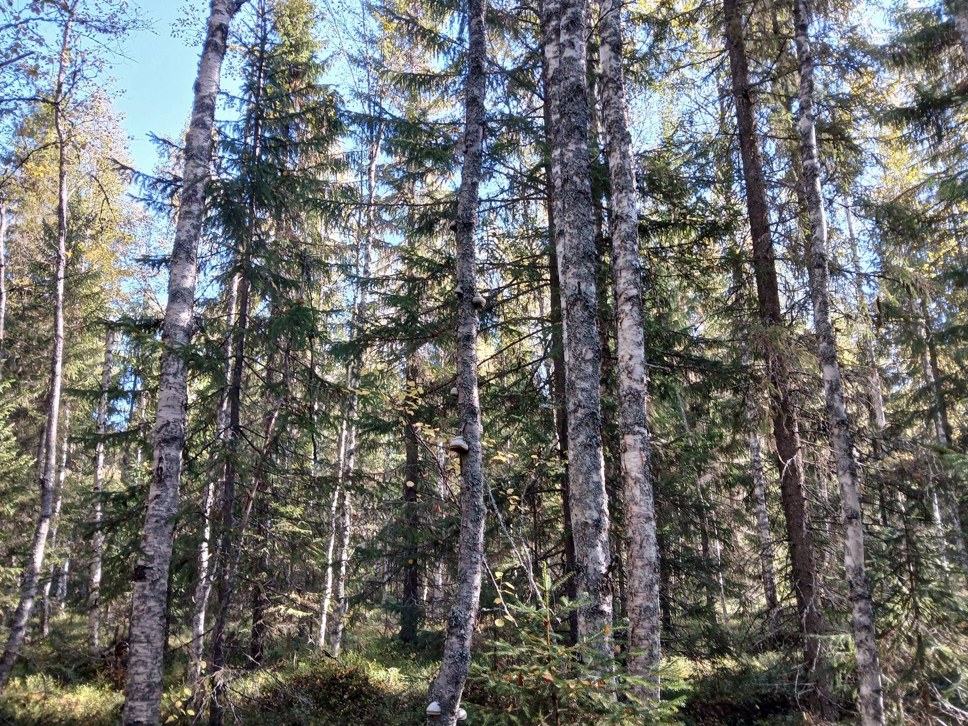 LOHIPAINUA 785-404-16-41 määräala n. 19,58 ha 1