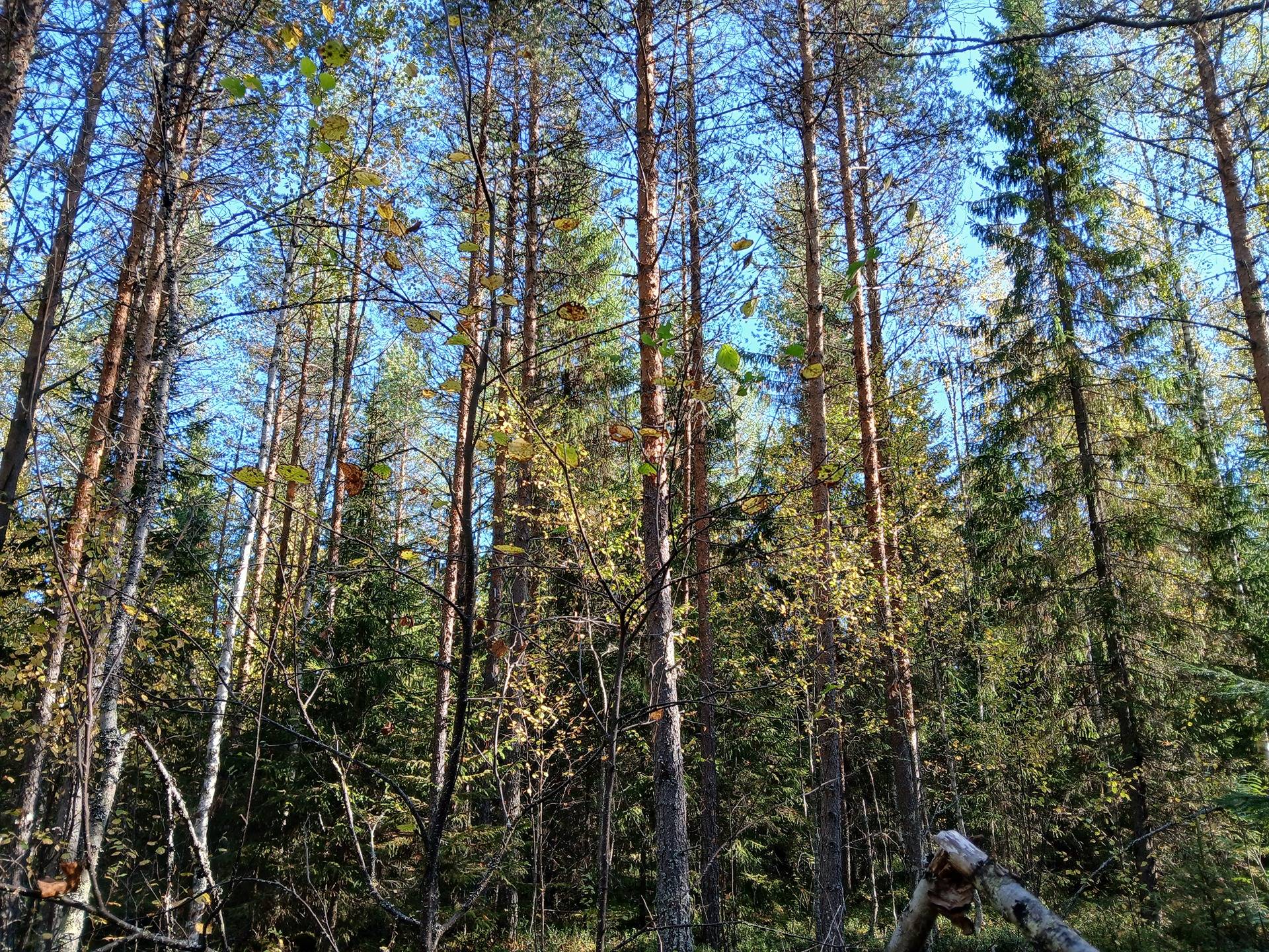 LOHIPAINUA 785-404-16-41 määräala n. 19,58 ha 1