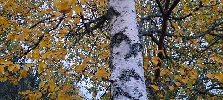 del av/osa Båskas 5:28, Yttermalax 1