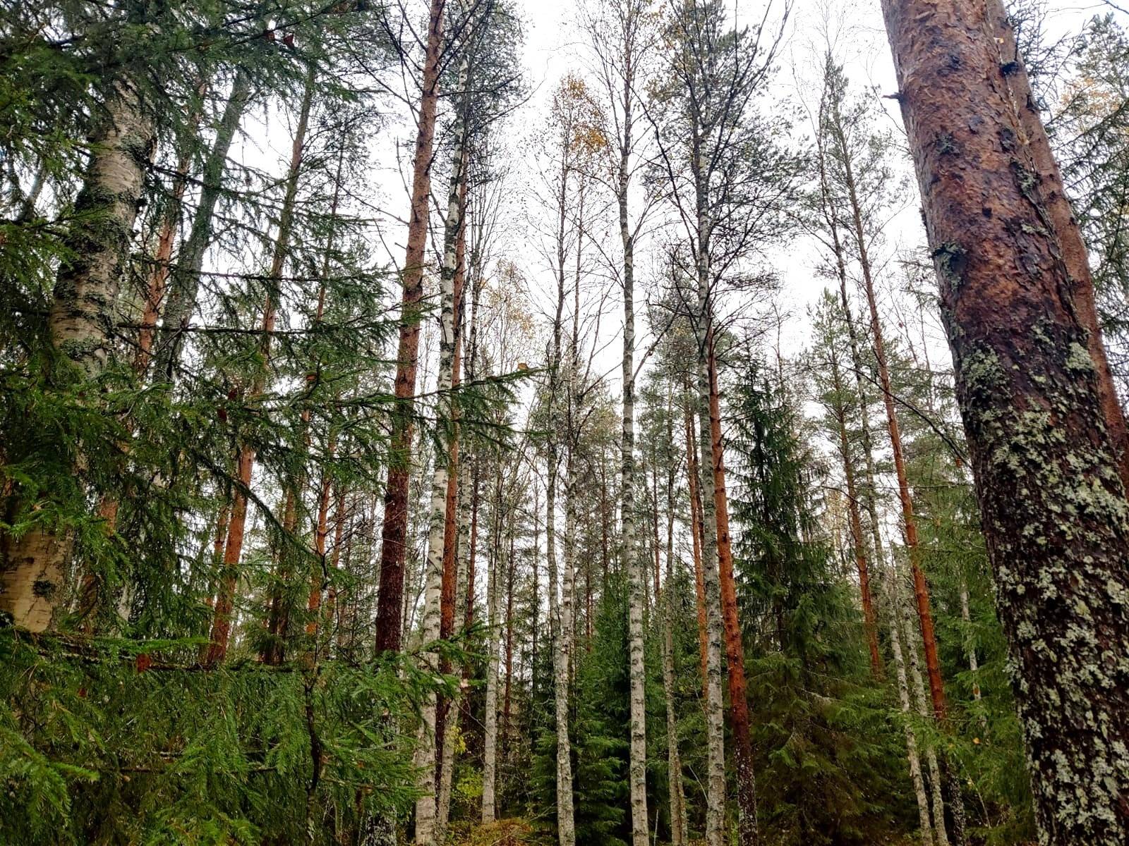 Kannus Ypyä metsätilat Salonkytö 27:106 pinta-ala 2,27 ha, Salonkangas 27:111 pinta-ala 6,96 ha sekä noin 37,8 hehtaarin määräala tilasta Neva-Ojuva 25:10 1