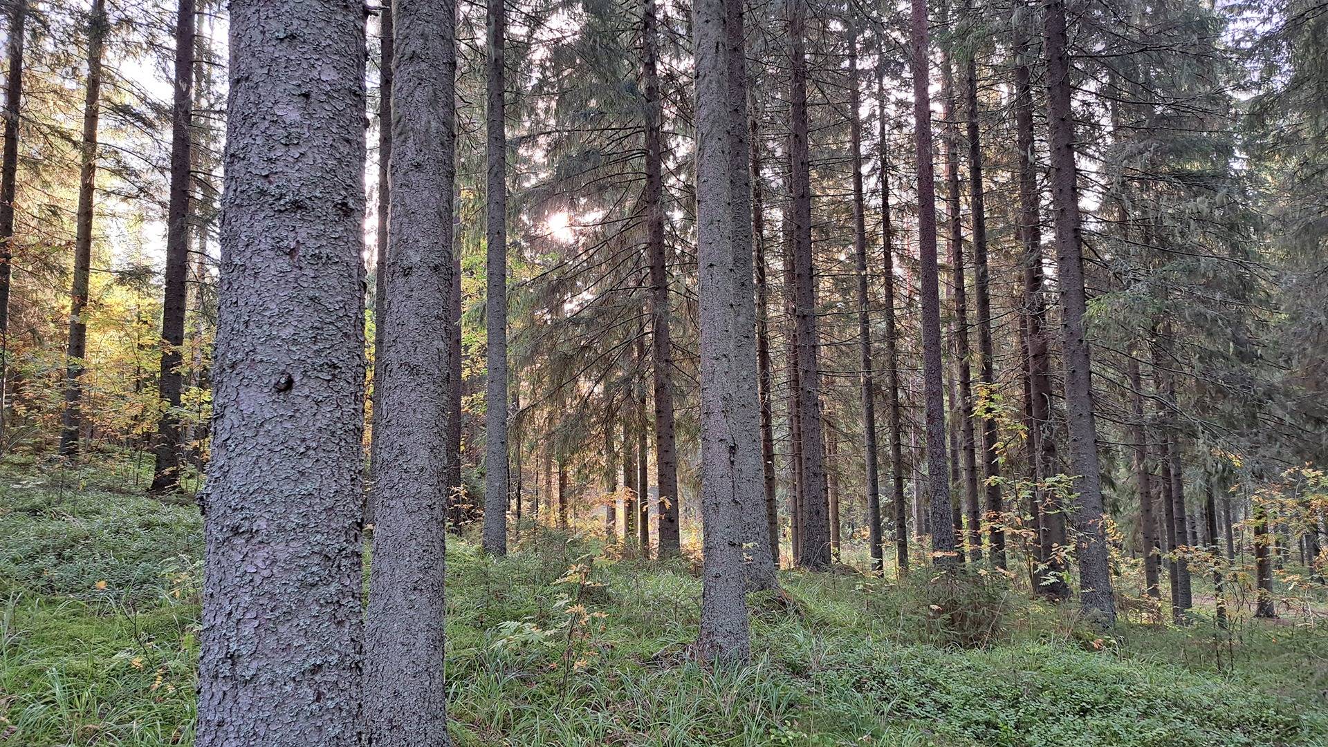 Suopelto 740-565-96-213 määräala 1