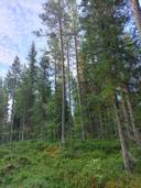 Karhuranta, määräala 305-410-4-1 1