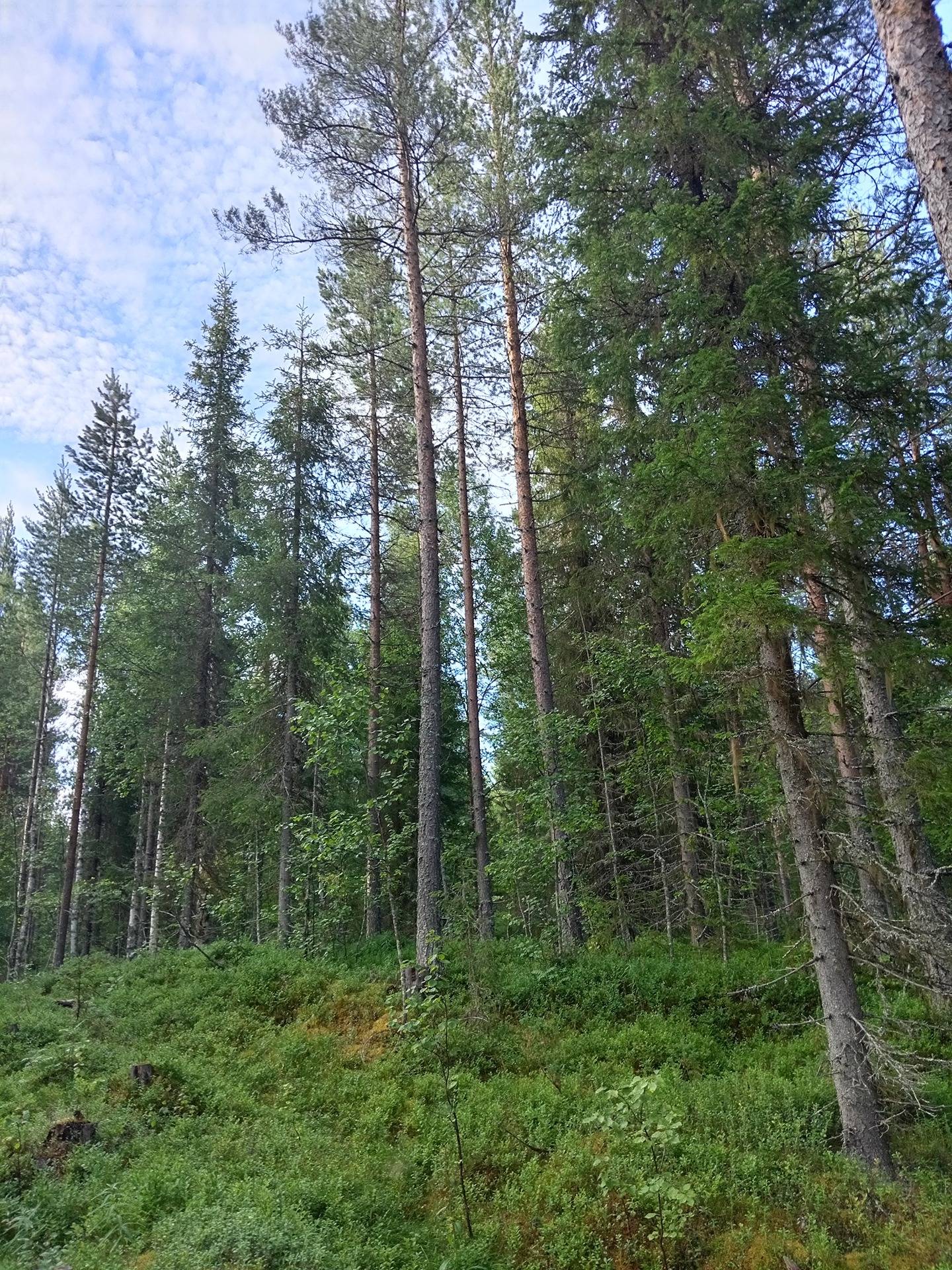 Karhuranta, määräala 305-410-4-1 1