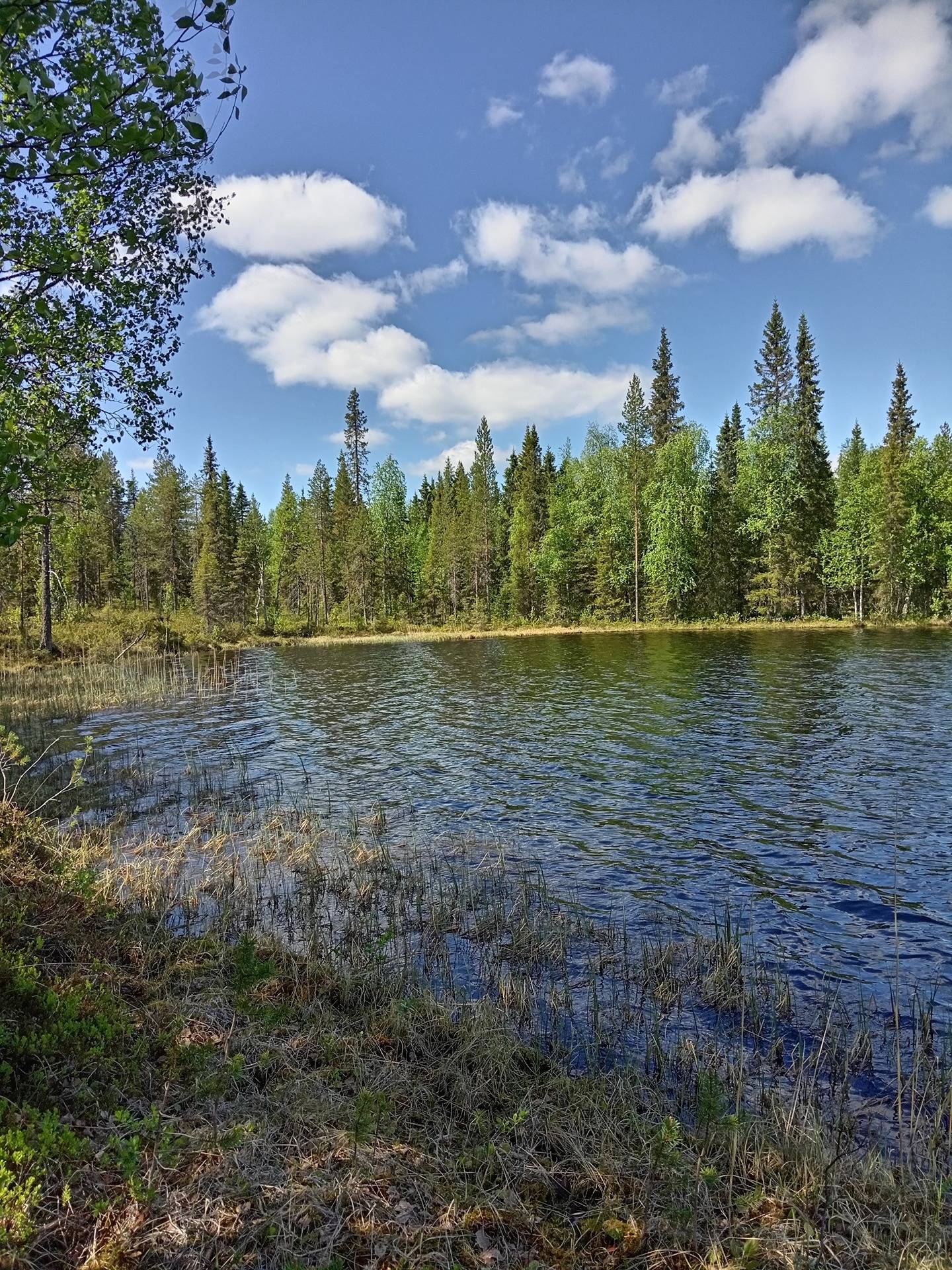 Kansikuva kohteelle Kuusilampi 305-423-29-10