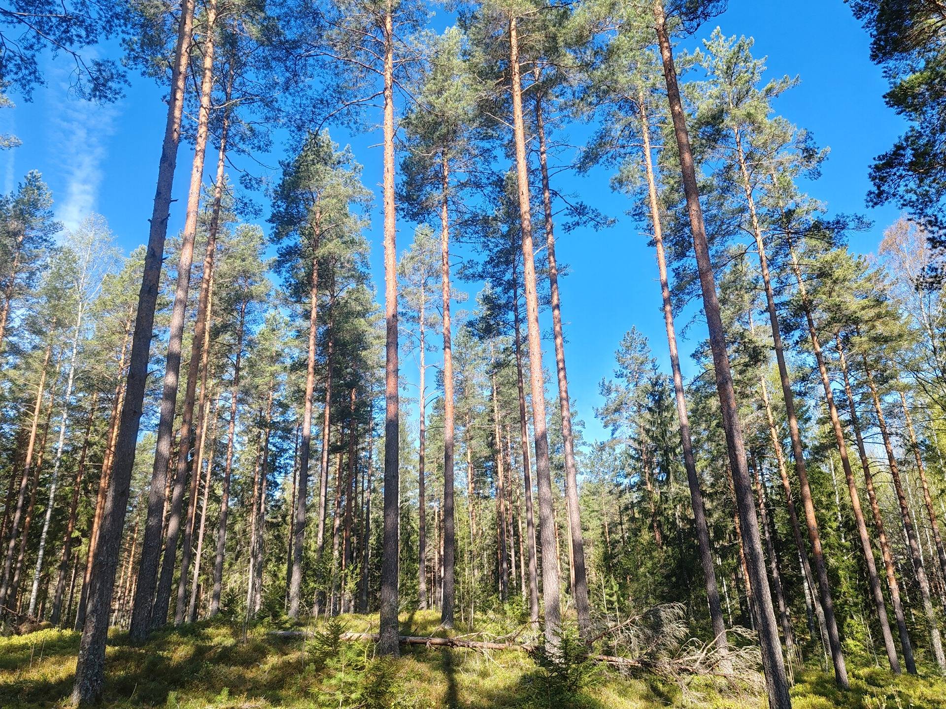 Metsätila Masa 1:3, Salo, Tieksmäki 1