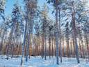 Kälviä Viirrejärvi 272-422-29-0 273,8 ha (Osuus) 1