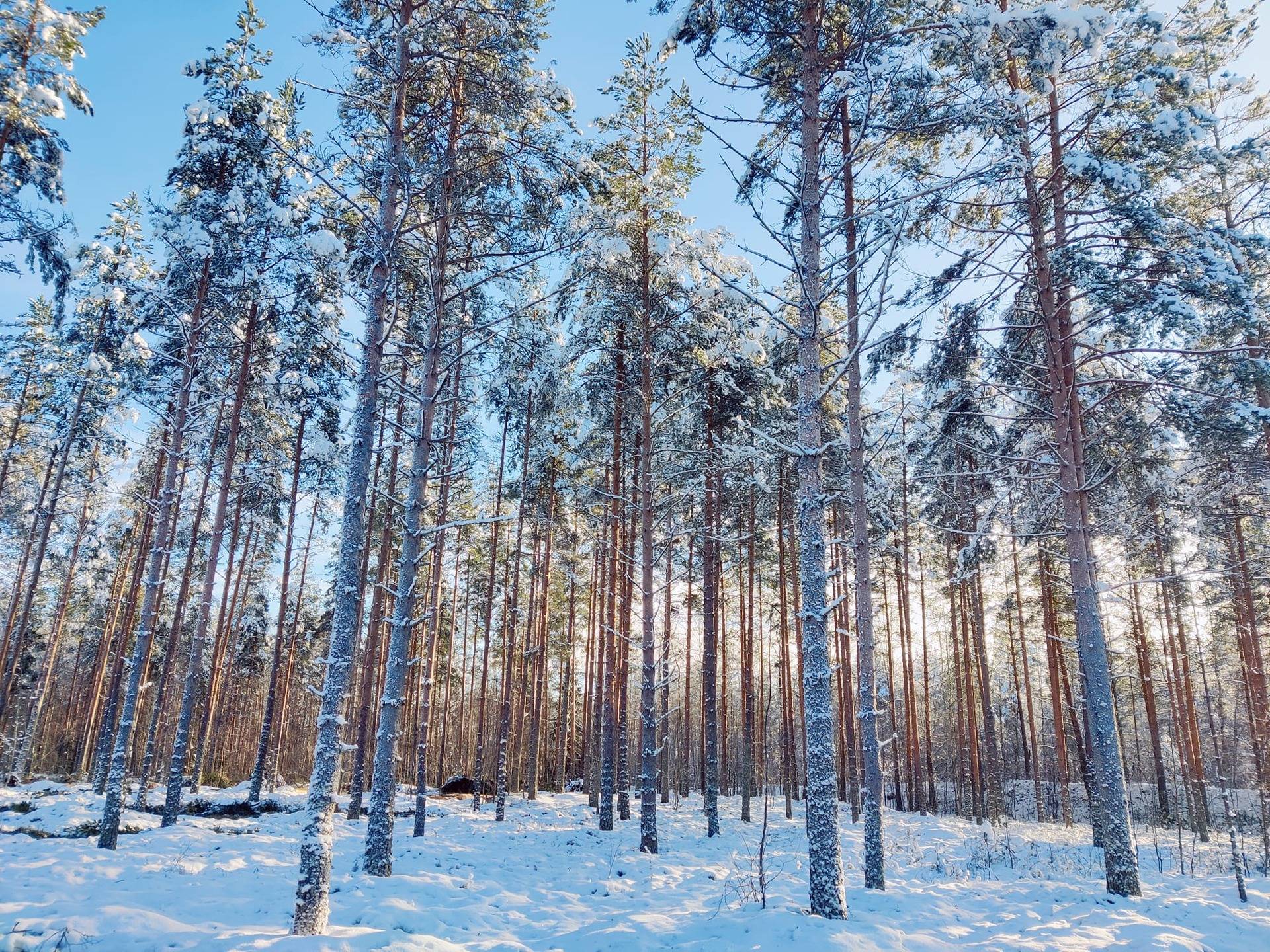 Kälviä Viirrejärvi 272-422-29-0 273,8 ha (Osuus) 1