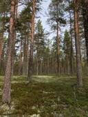 Vauhkonen 578-406-18-11 1