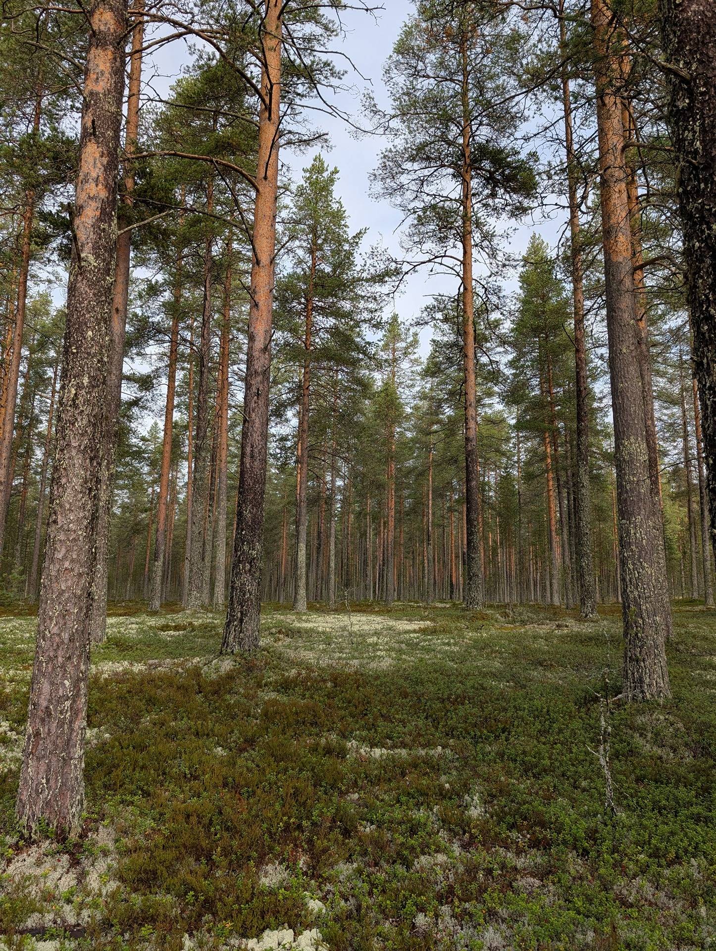 Vauhkonen 578-406-18-11 1