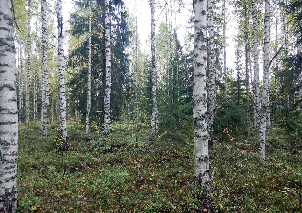 Vuorisenvaara 16:10 (420-425-16-10) 1