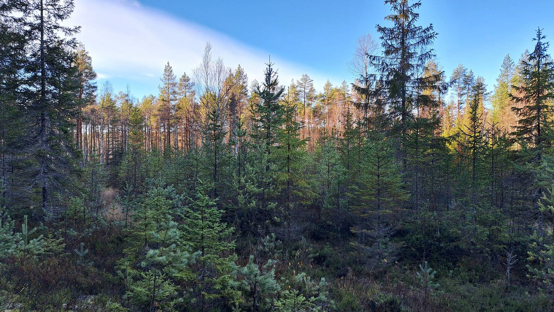 Purolahti 740-562-10-6 1