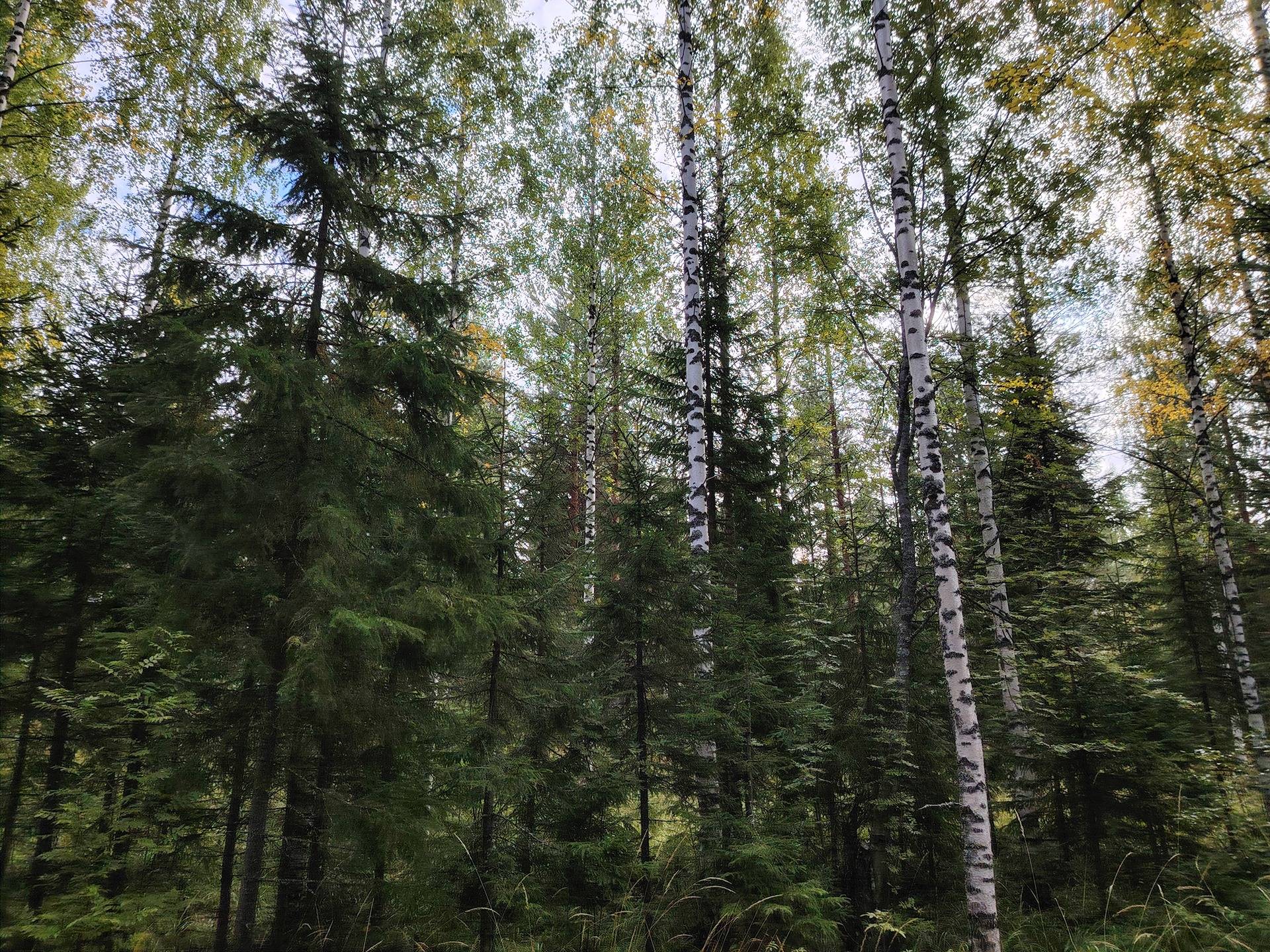 KUIVALA 146-408-6-16, Vuotsa 1