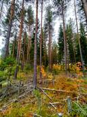 Rastu 686-411-6-29 määräala 1