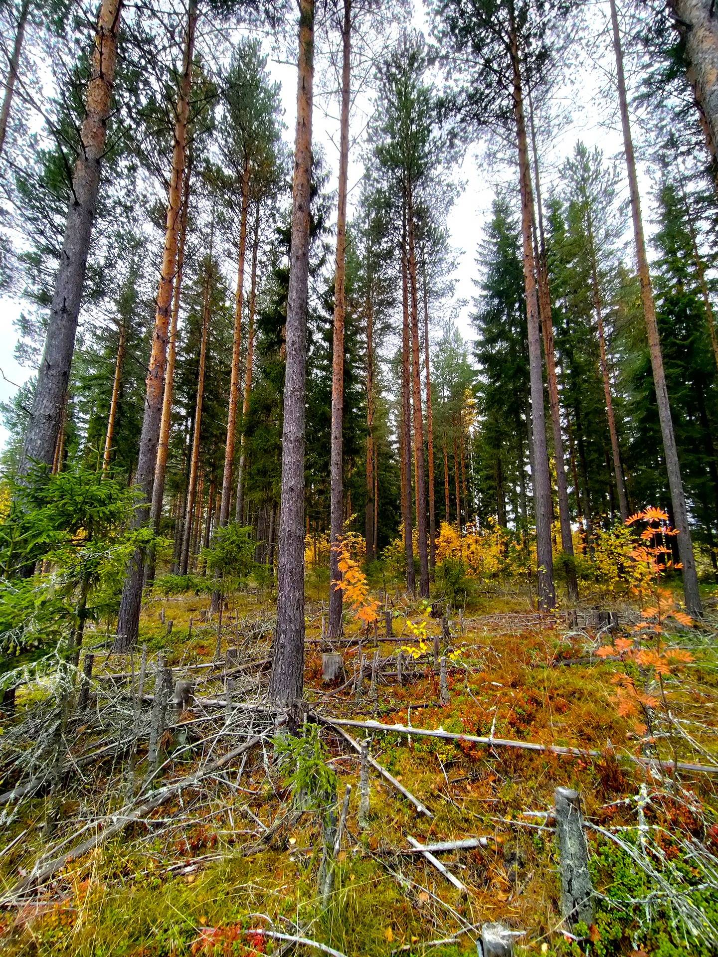 Rastu 686-411-6-29 määräala 1