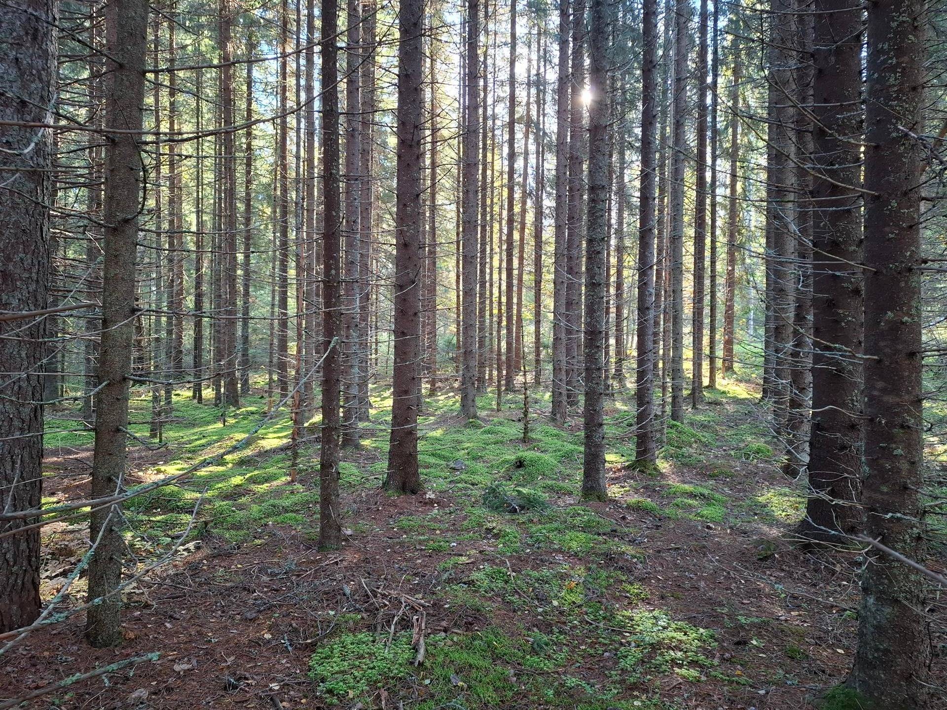 JYRKKÄRANTA 167-411-6-10, Kiihtelysvaara 1