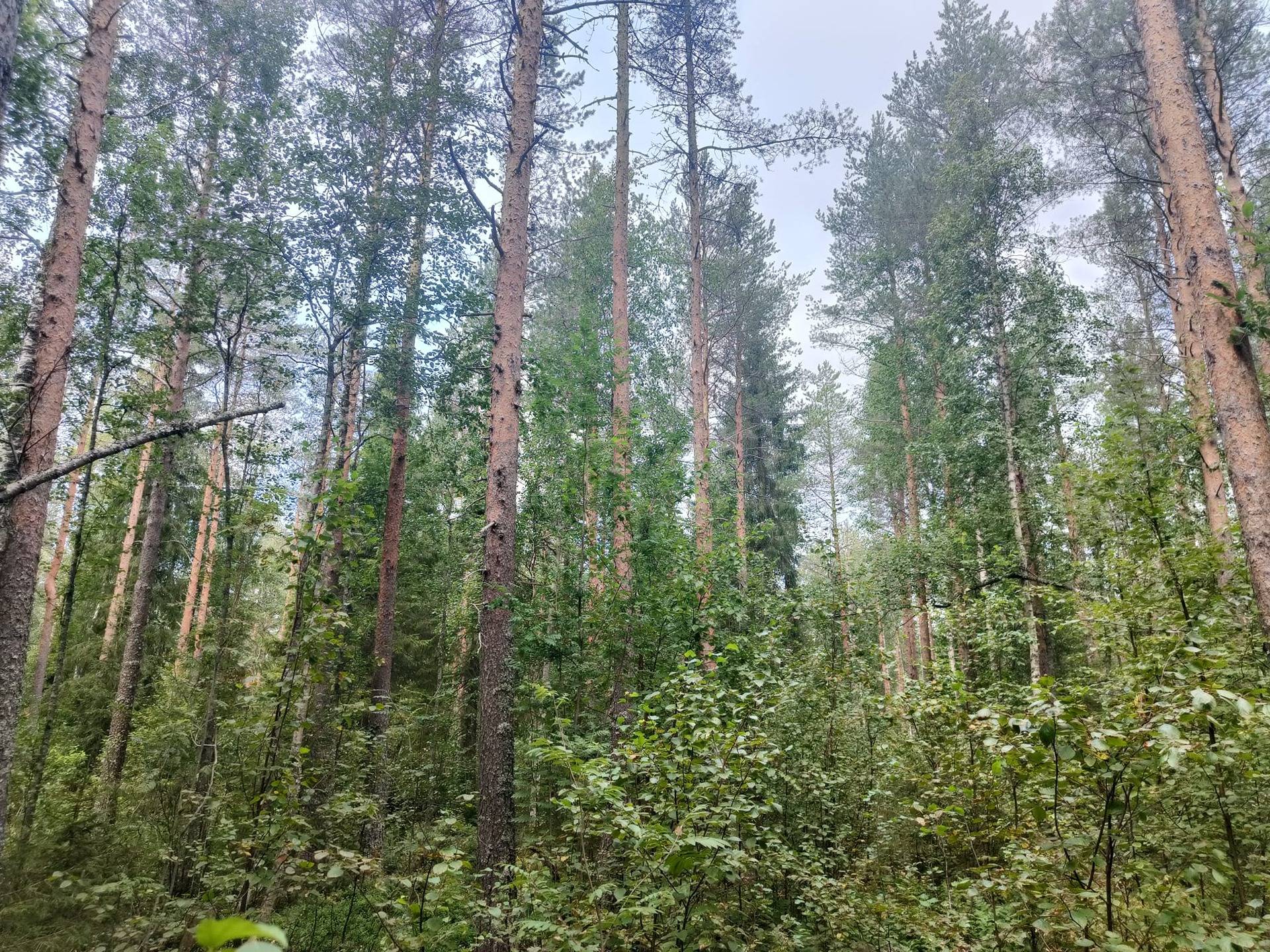 Alakorpi 139-402-30-15 1