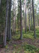 Metsämääräala tilasta Rauhala 1:1 1