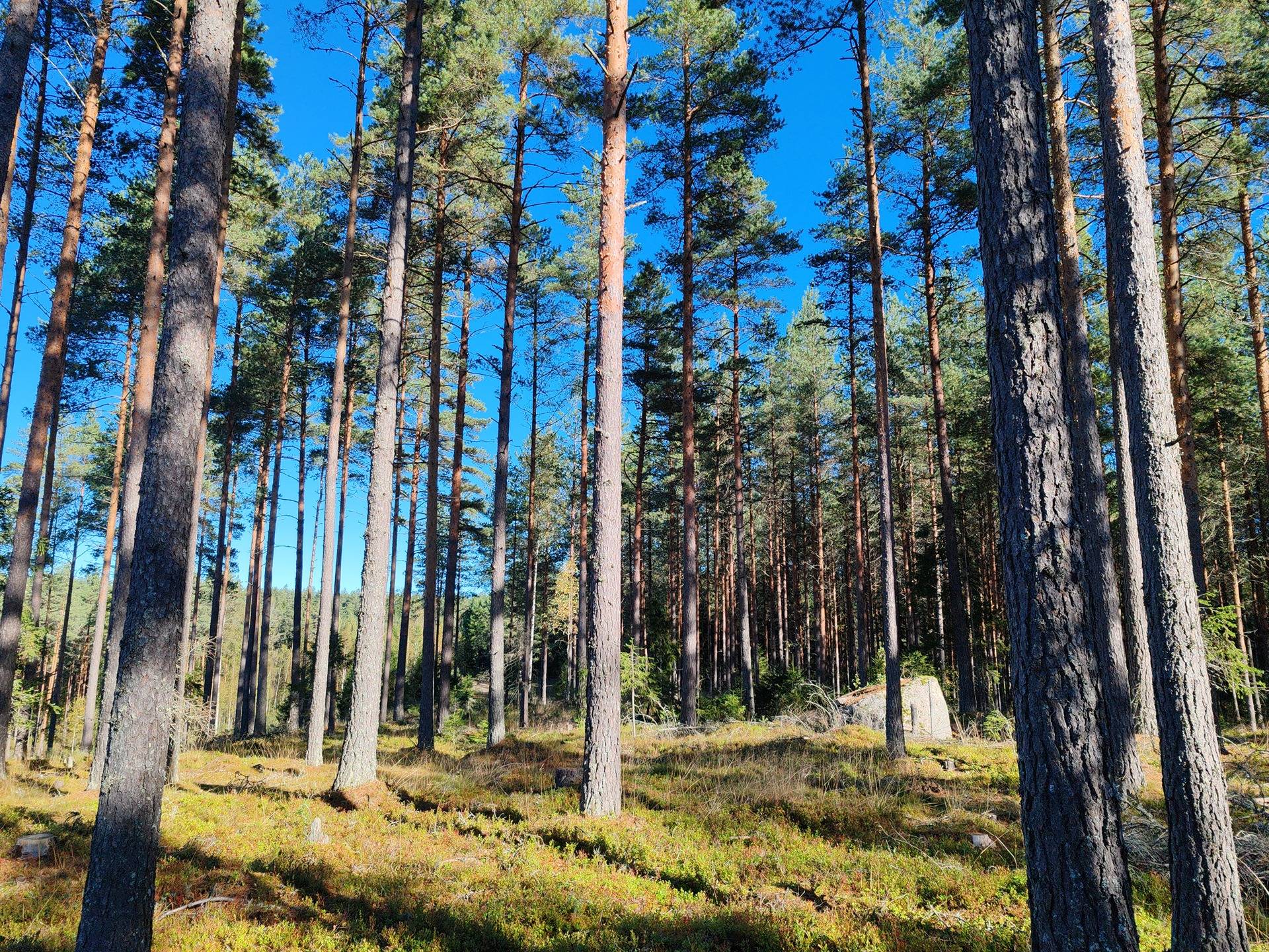 Metsätila Hakosillanmäki, Salo, Laperla 1