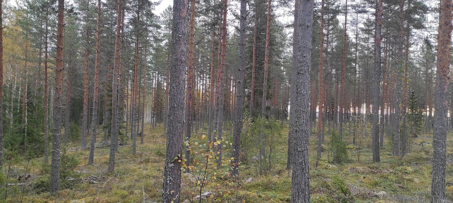 KYLÄ-TIKKALA 98-404-5-62 MÄÄRÄALA 1