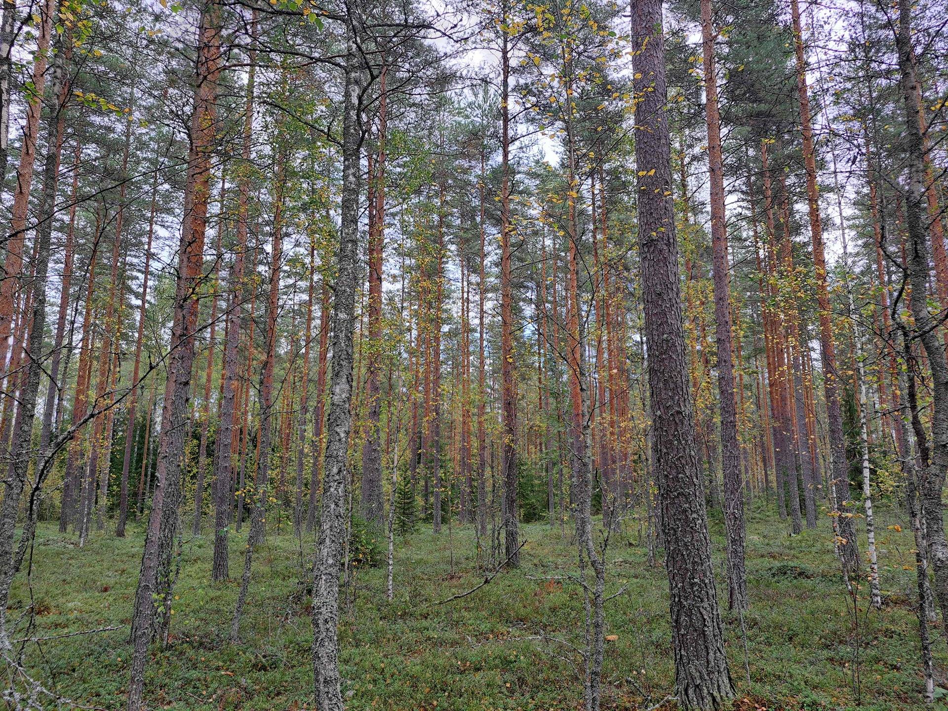 Lainela 286-476-1-142 1