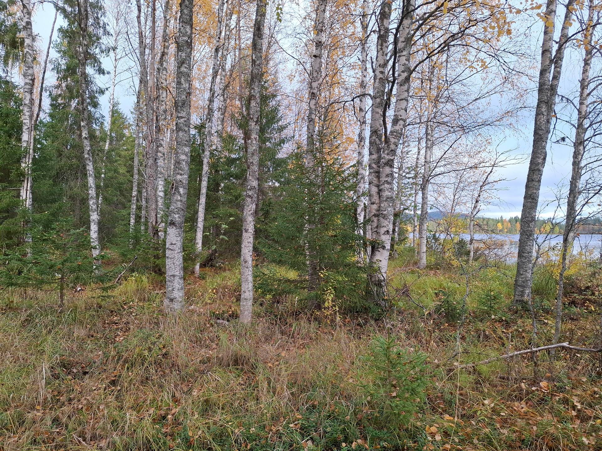 Rantala 854-409-12-32 määräala 1