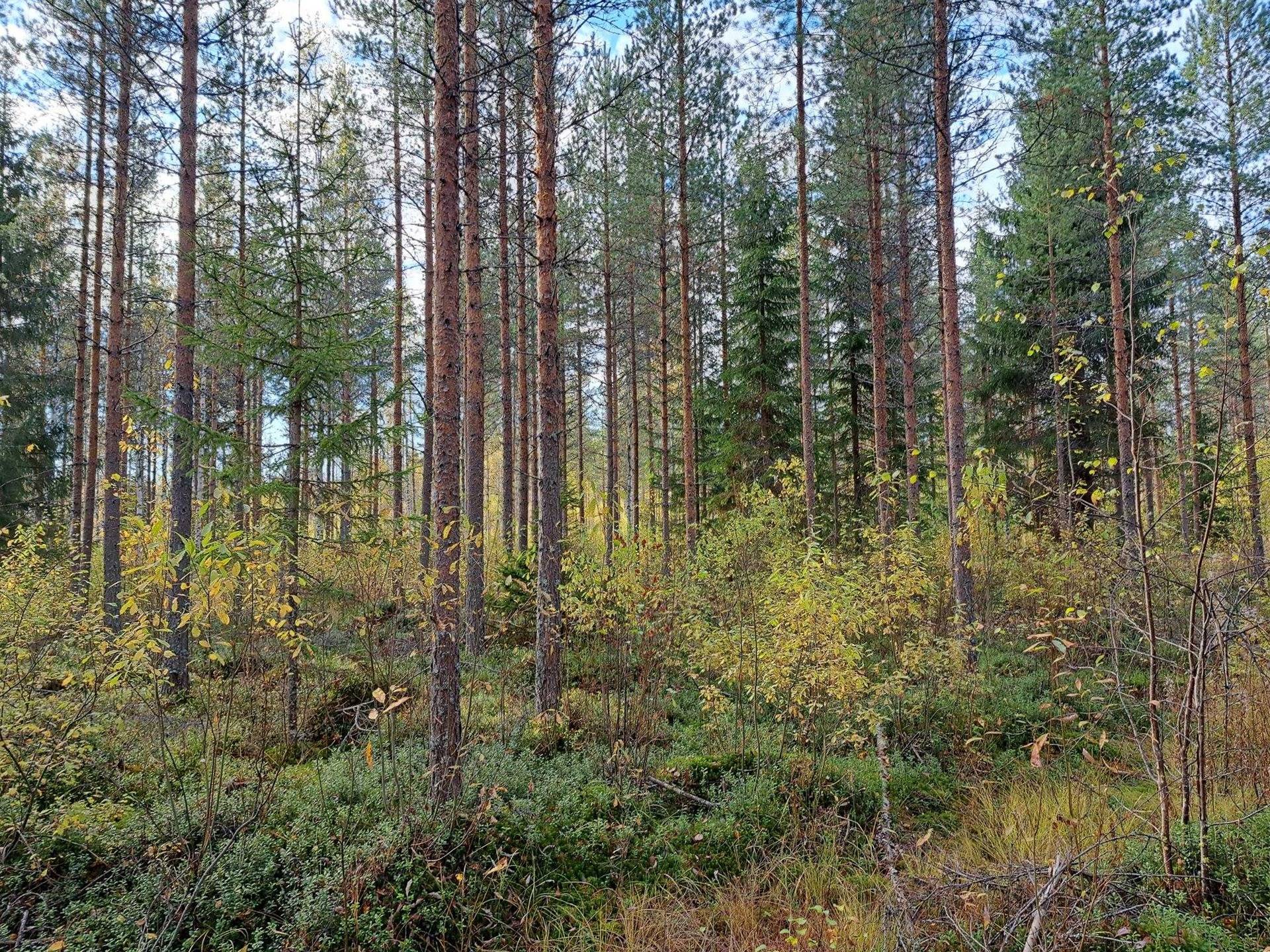 Rajakangas 791-412-23-37 1