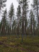 Kotikangas 105-401-7-73 1