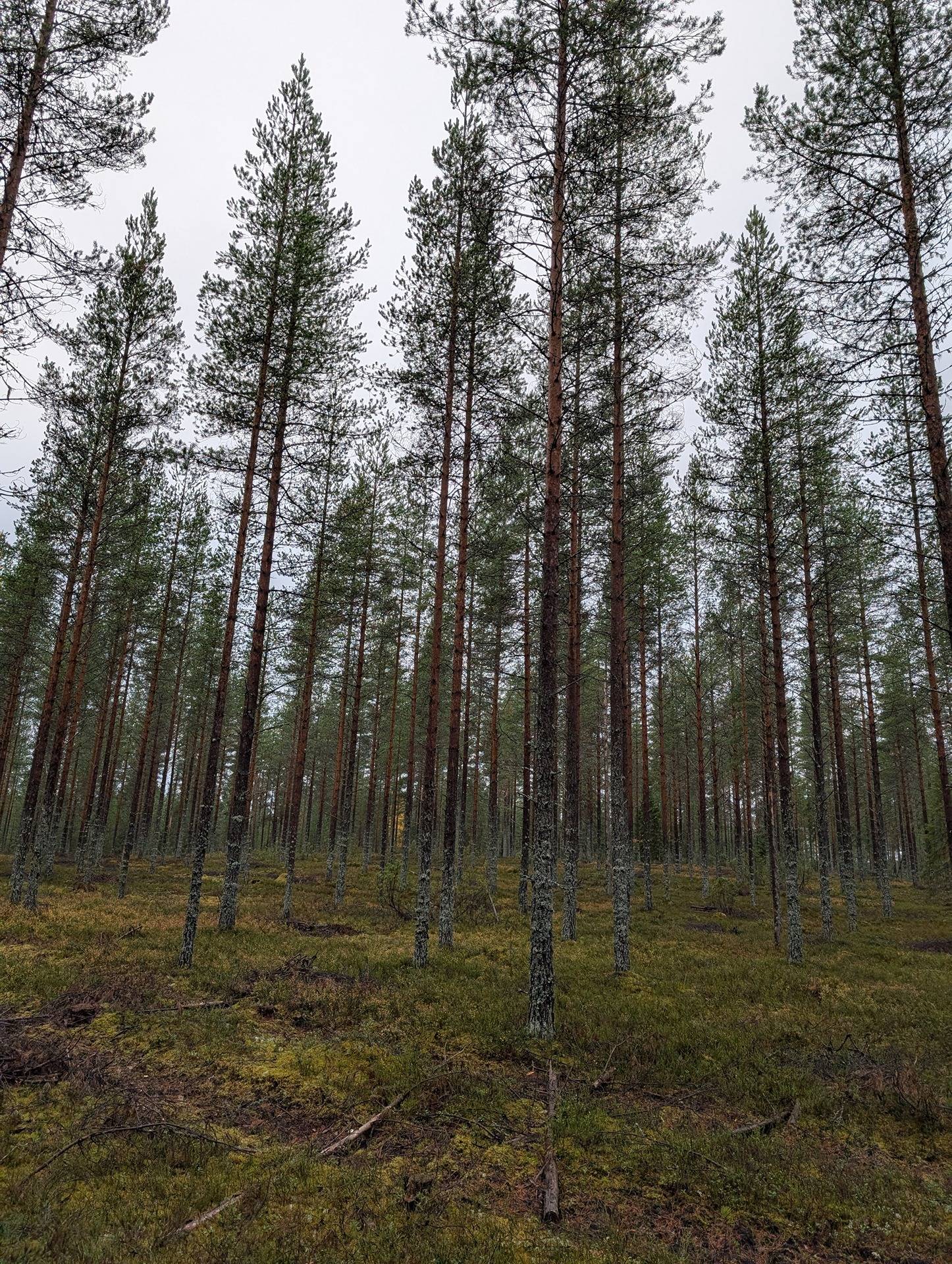 Kotikangas 105-401-7-73 1