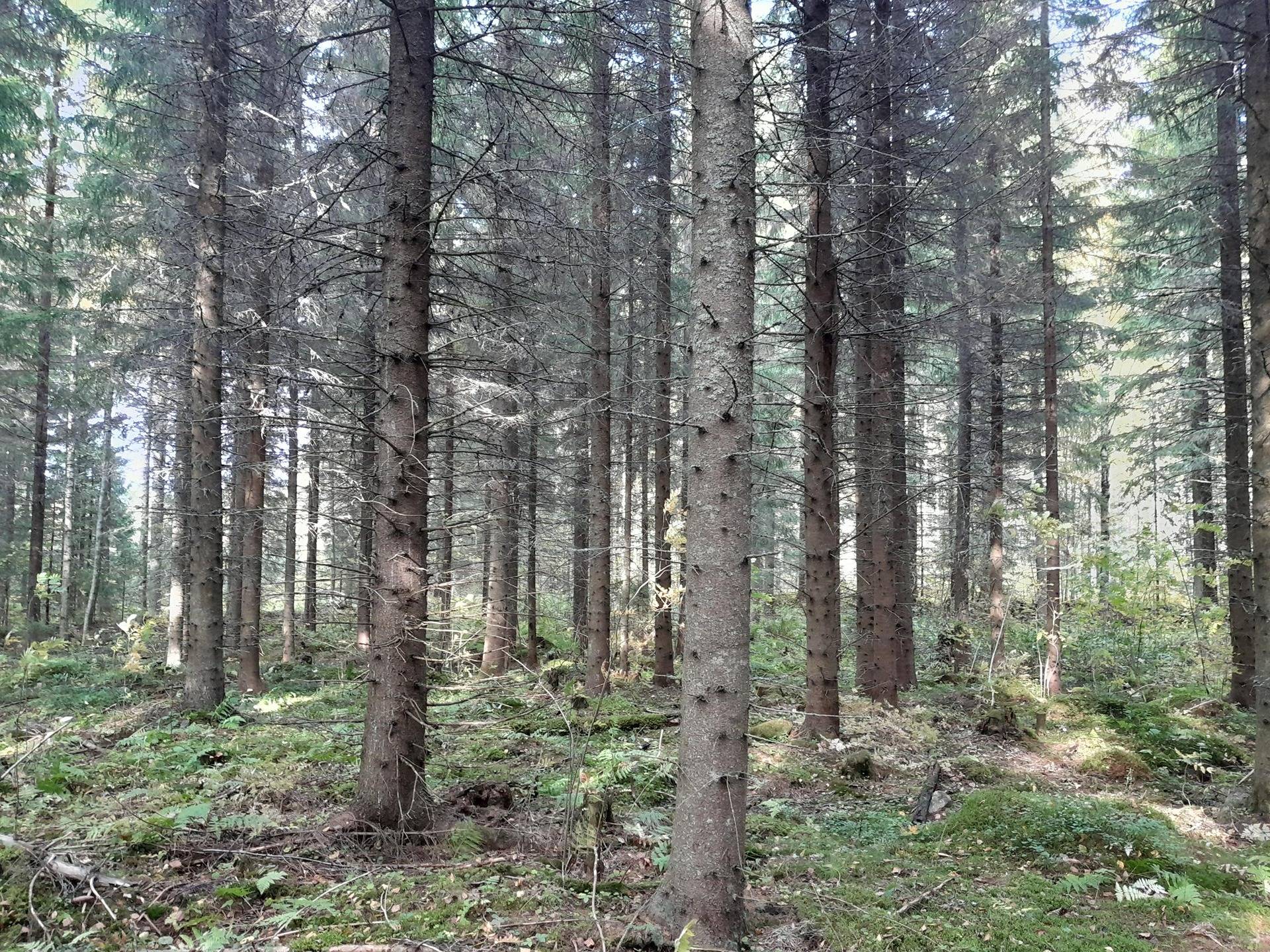 Pekkala 729-404-2-85 1