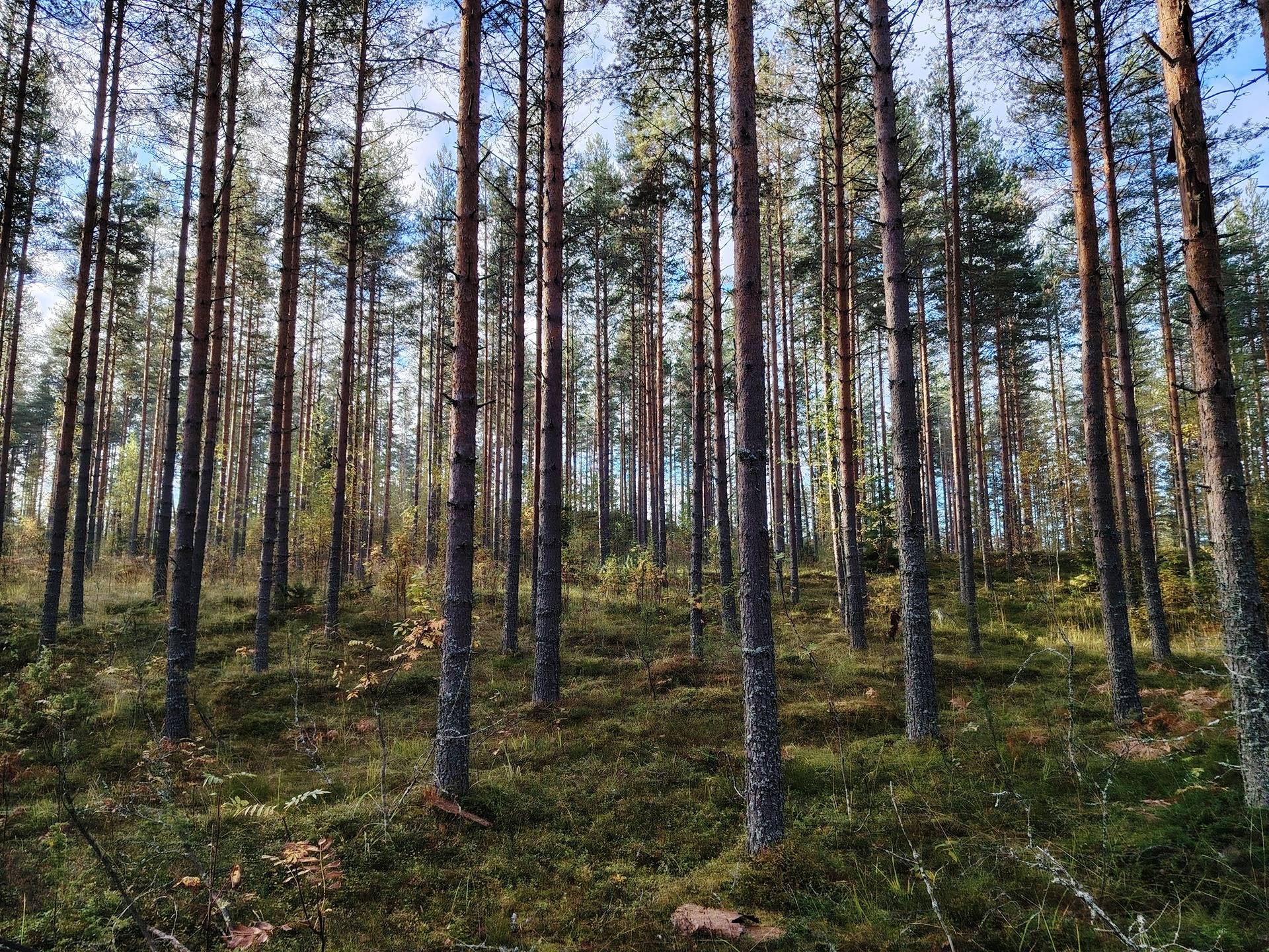 TOIVOLA 580-432-6-19 Uukuniemi 1