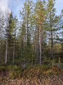 Korvua 777-408-19-19 1