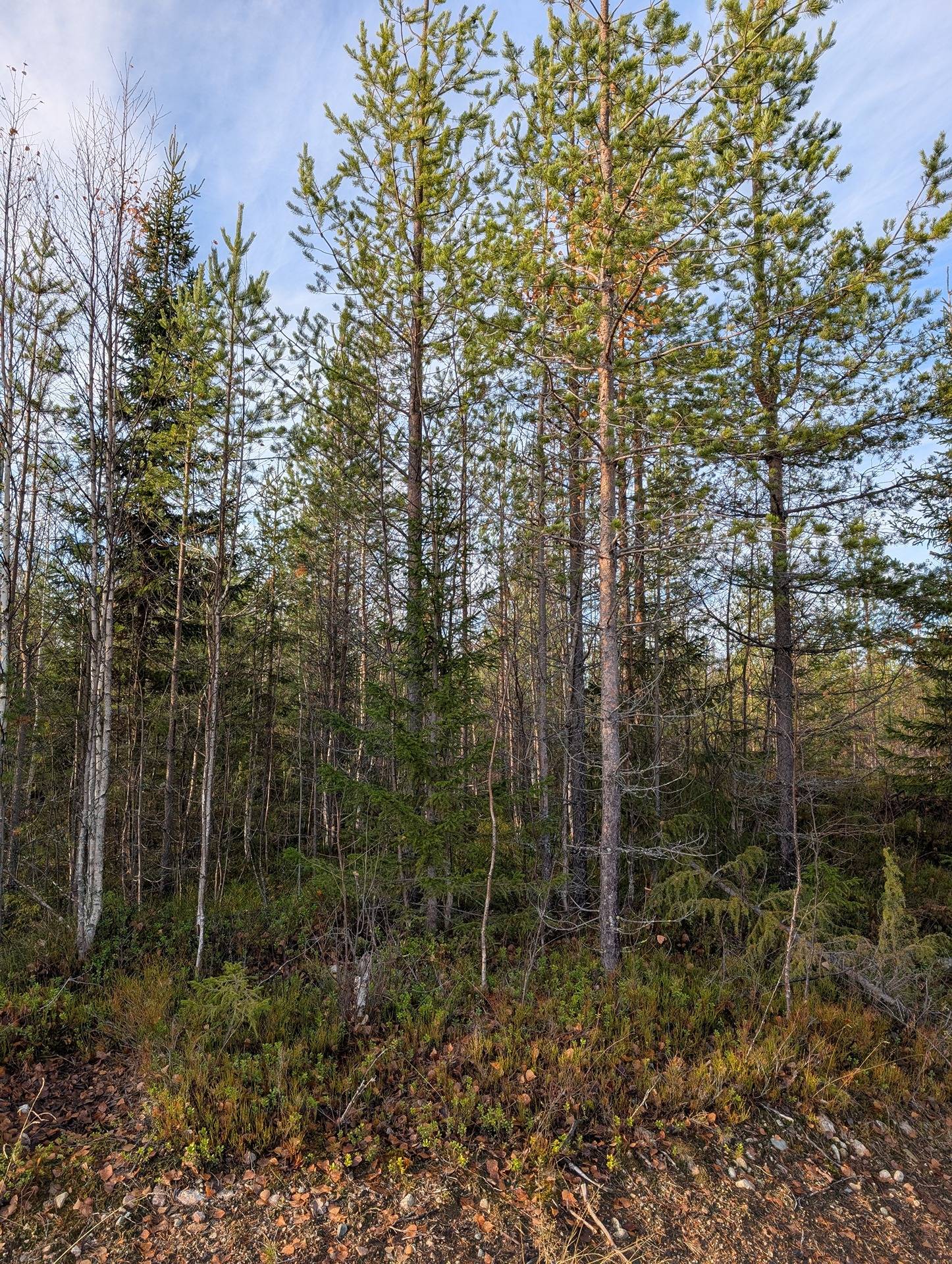 Korvua 777-408-19-19 1