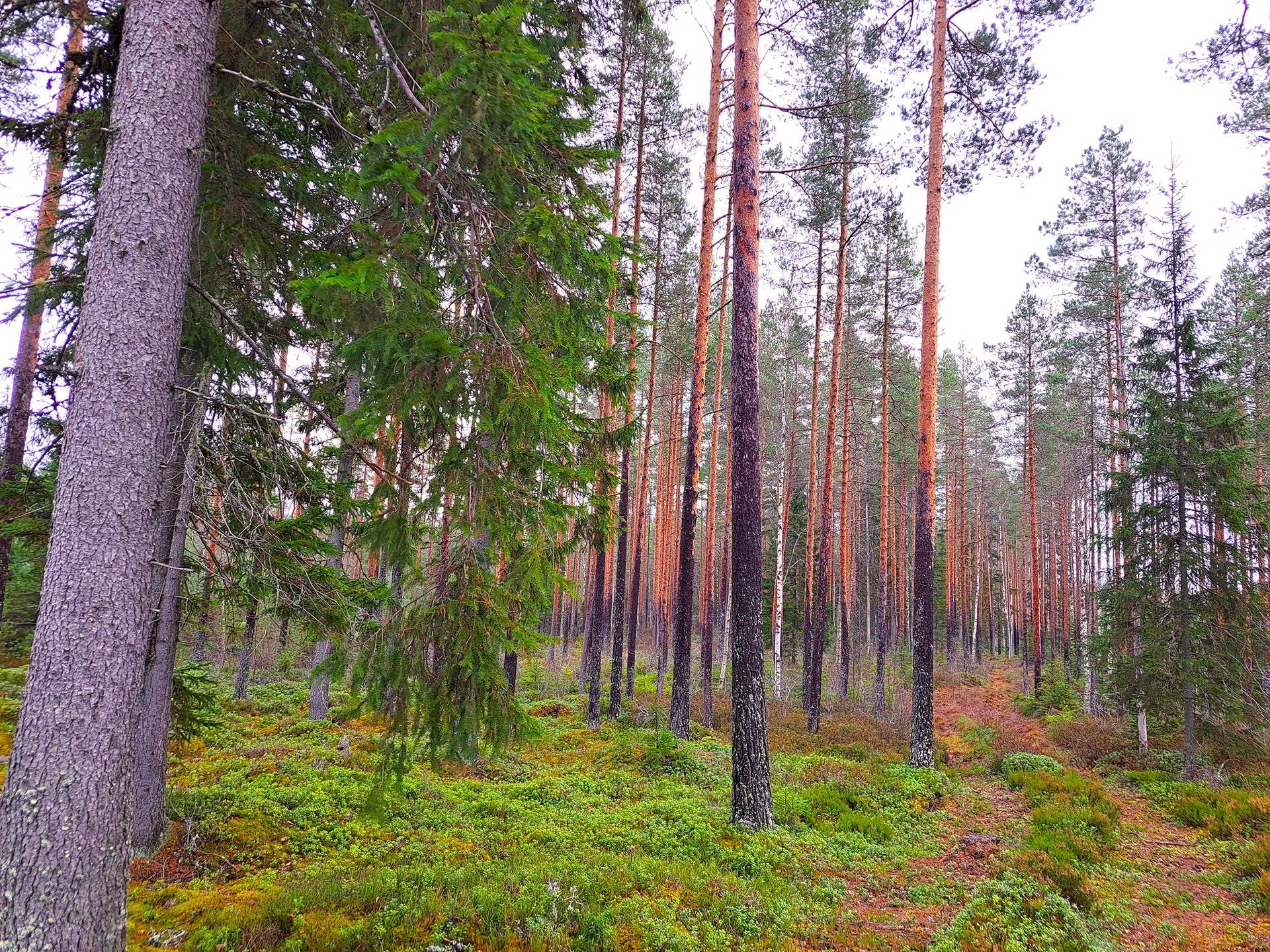 Vimpeli kirkonkylä metsäpalsta noin 21,0 ha 1