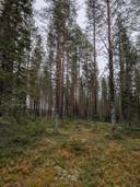 Heikkilä 290-404-5-7 ja Kataikko 290-405-16-105 1