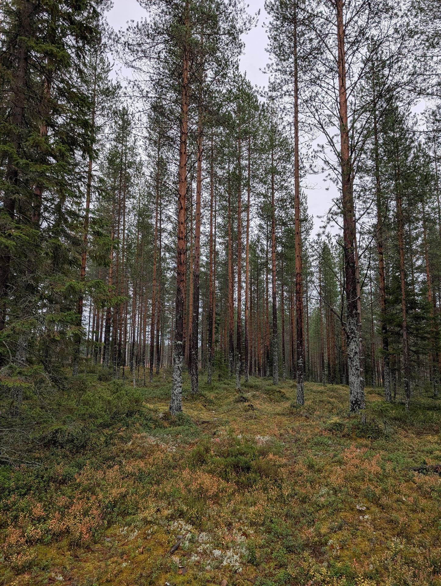 Heikkilä 290-404-5-7 ja Kataikko 290-405-16-105 1