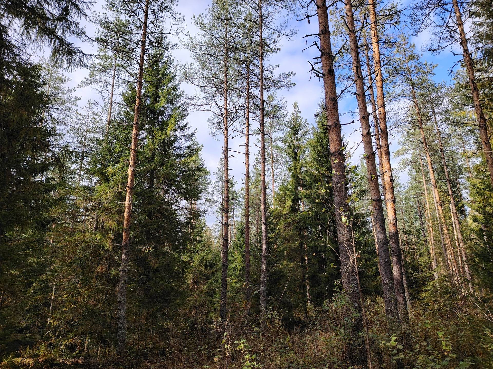 ALANKO 167-431-4-83 ja NOTKOLA 167-431-4-96, Öllölä 1