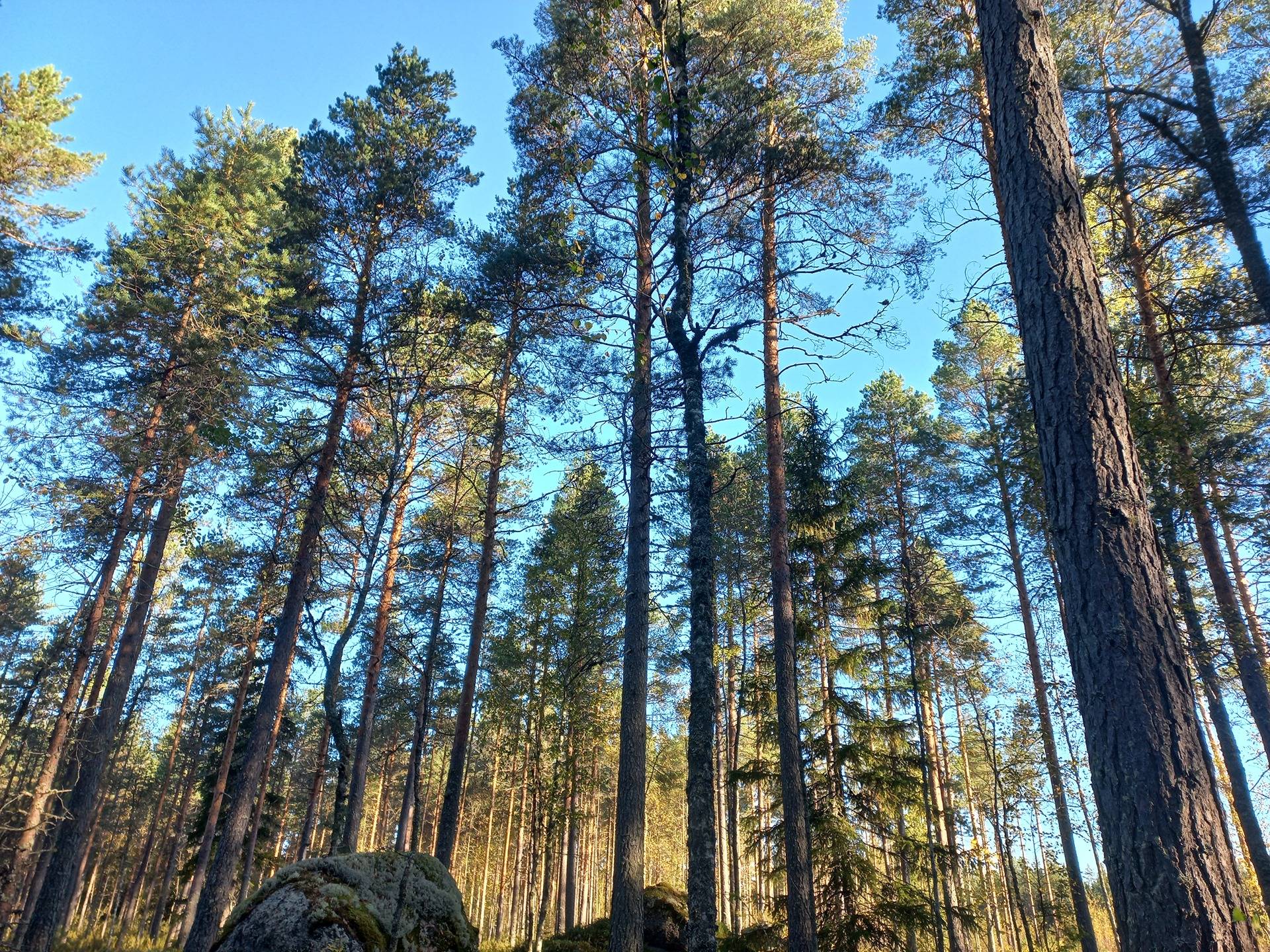 Jalasjärvi Lähdeskorpi 164-401-12-137 1