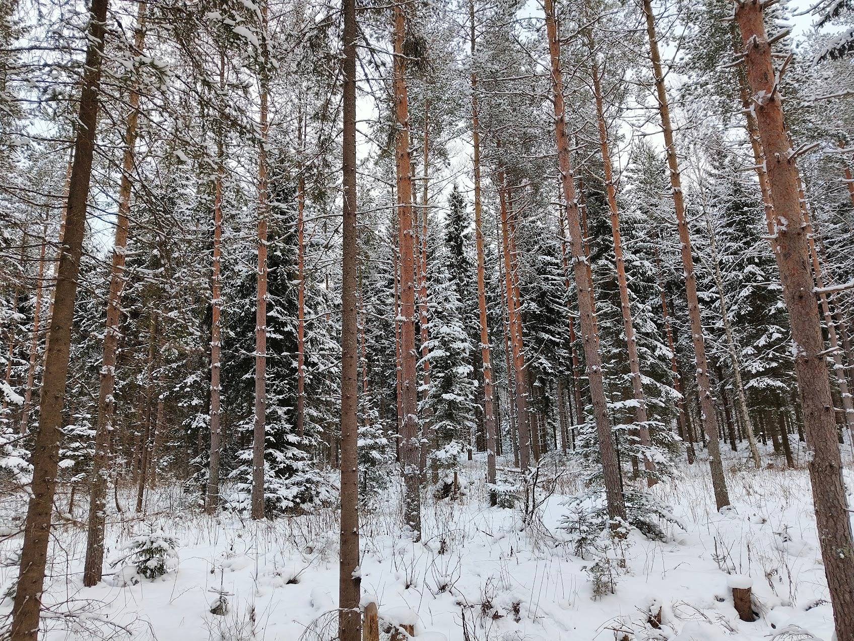 Korpilehto, 489-410-4-72 1